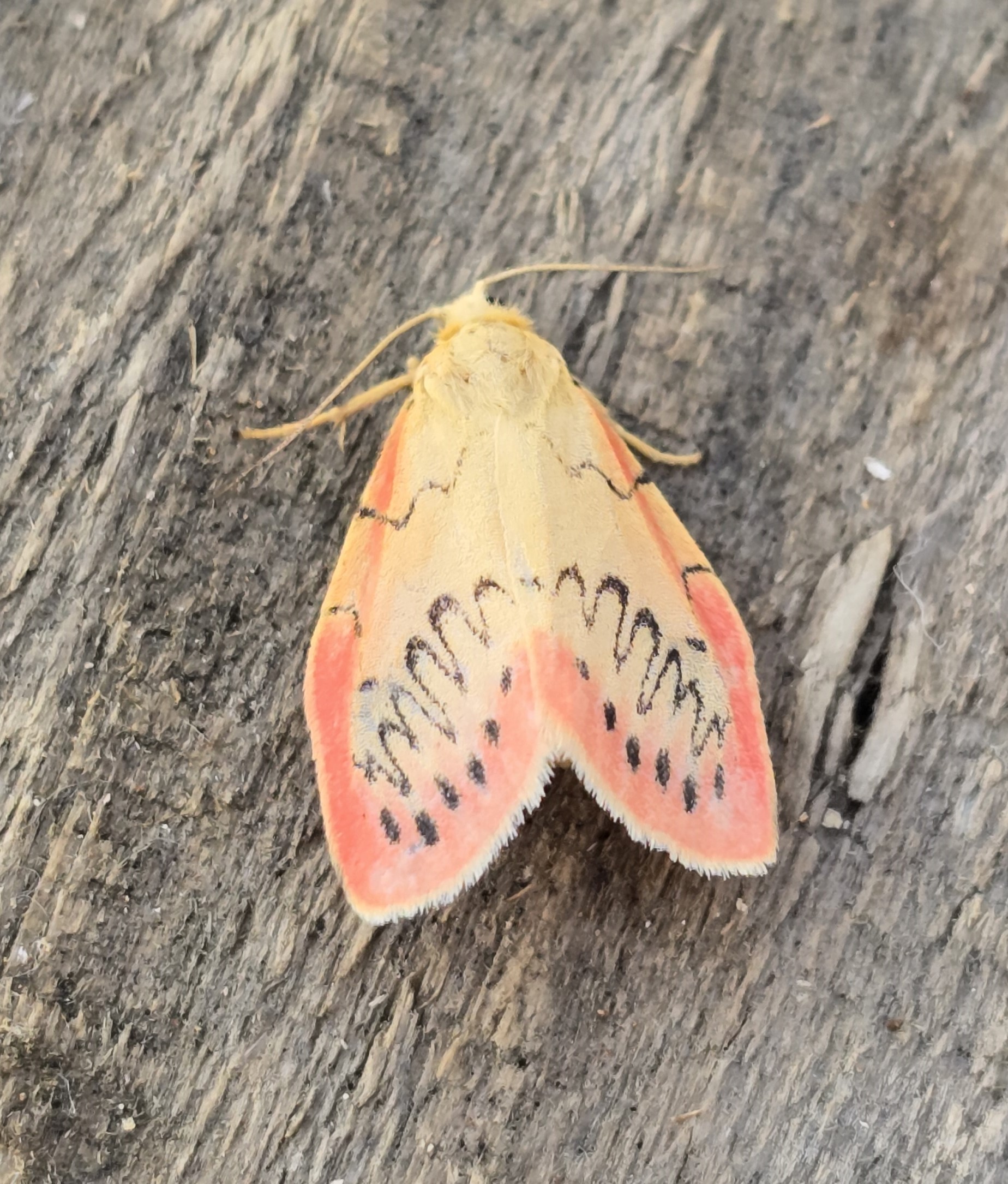 Photo of Rosy Footman (Miltochrista miniata)